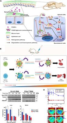 In vivo Protein Corona Formation: Characterizations, Effects on Engineered Nanoparticles’ Biobehaviors, and Applications